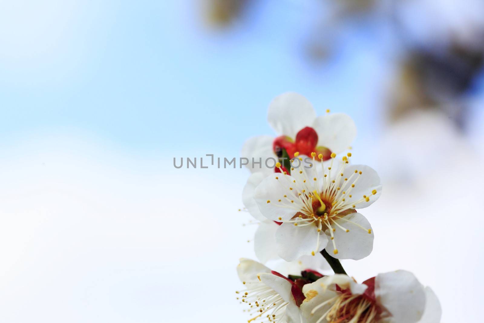 UME Japanese plum-blossom in Osaka Japan