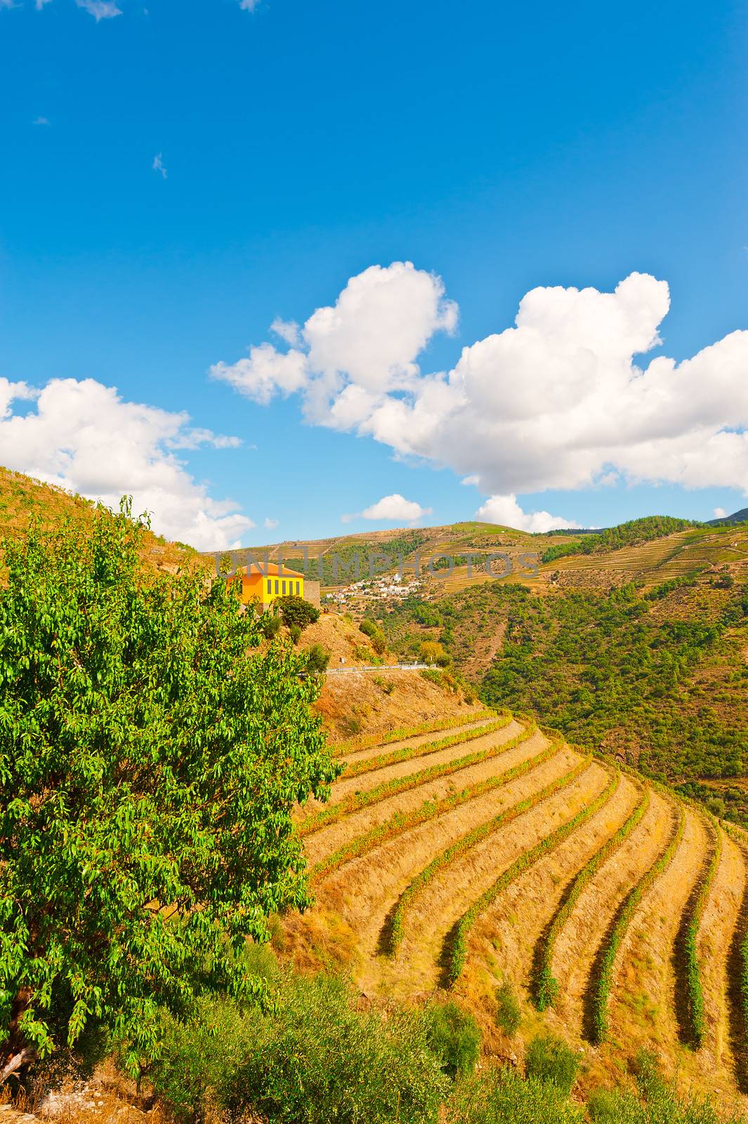 Vineyards on the Hills of Portugal