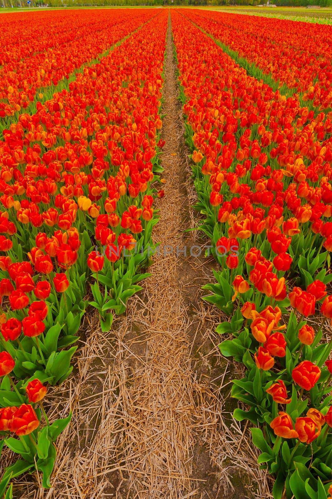 Dutch Tulips in the Field Ready for Harvest