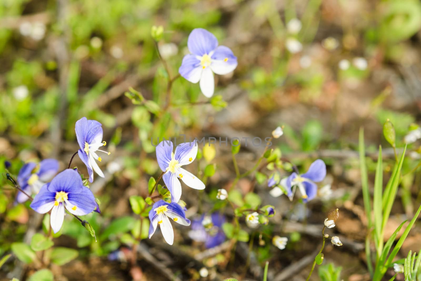 Small spring blue flowers on the sunlit meadow. Macro photography.