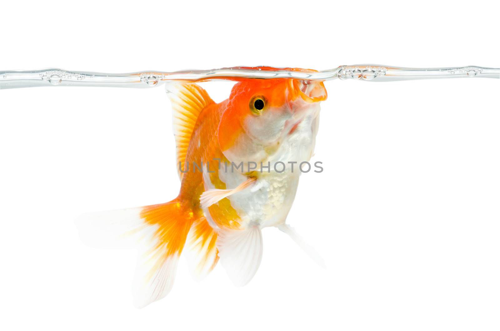 Gold fish on a white background : Clipping path included.