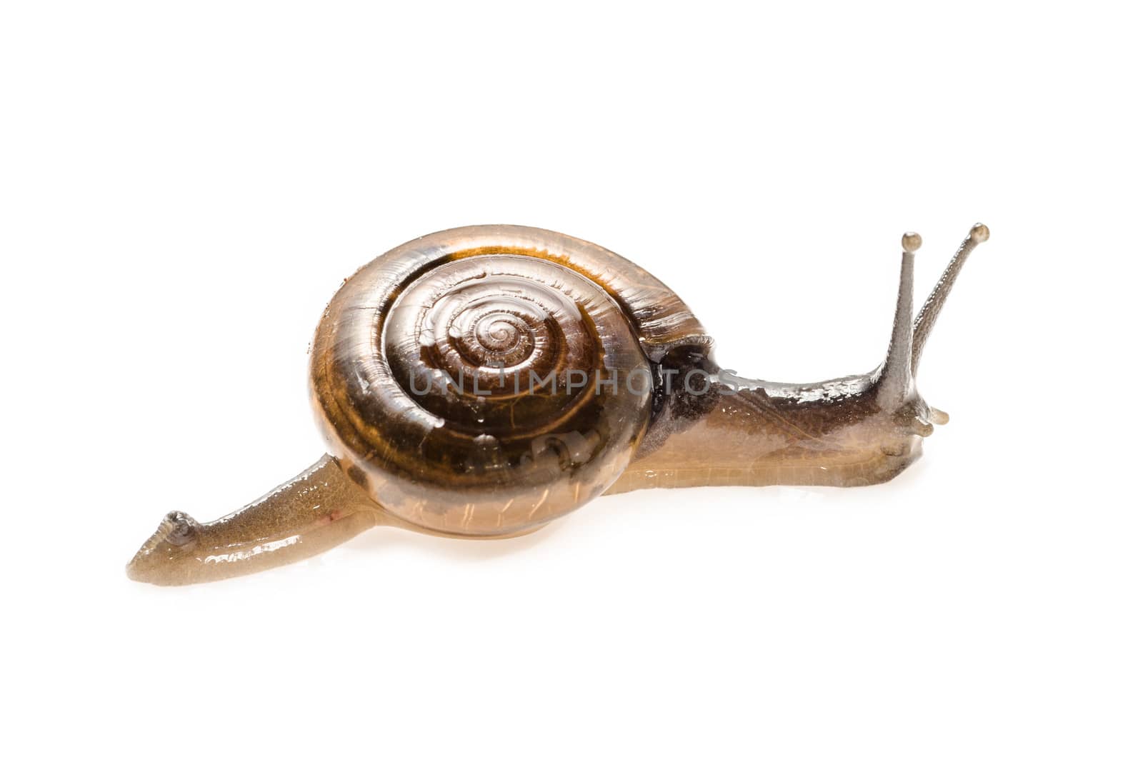 small garden snail isolated on white. by 9george