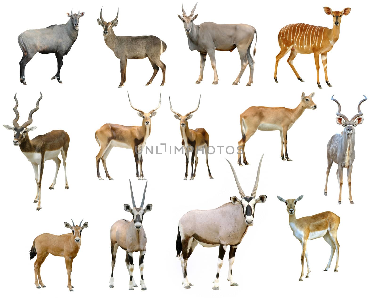 antelope collection isolated on white background