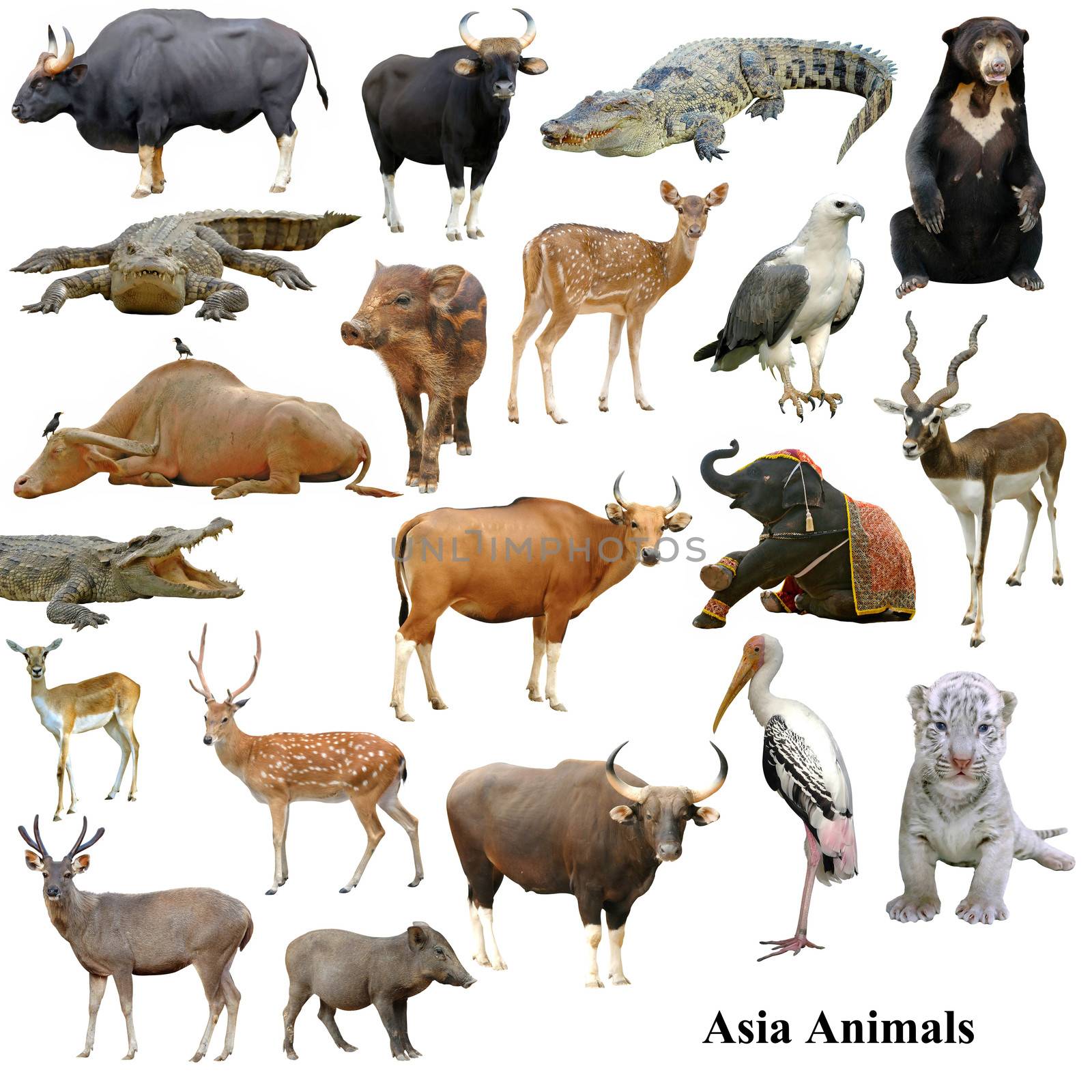 asian animals collection isolated on white background by anankkml