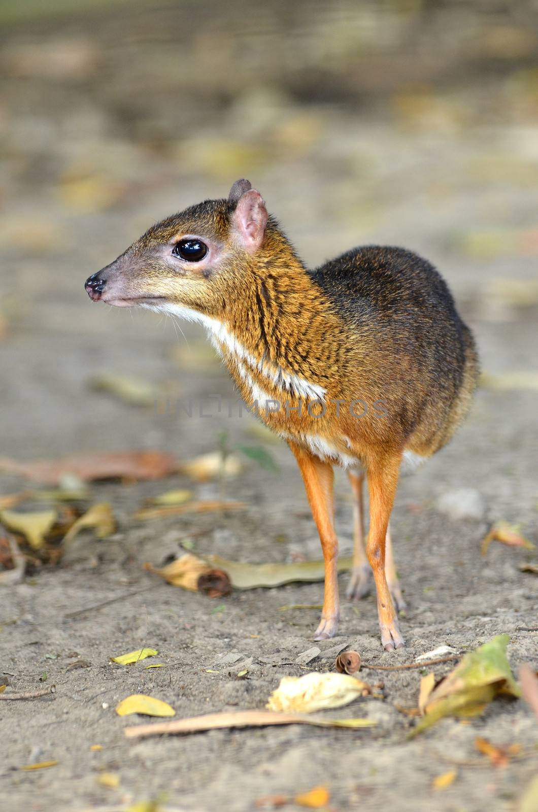lesser mouse deer (Tragulus javanicus)