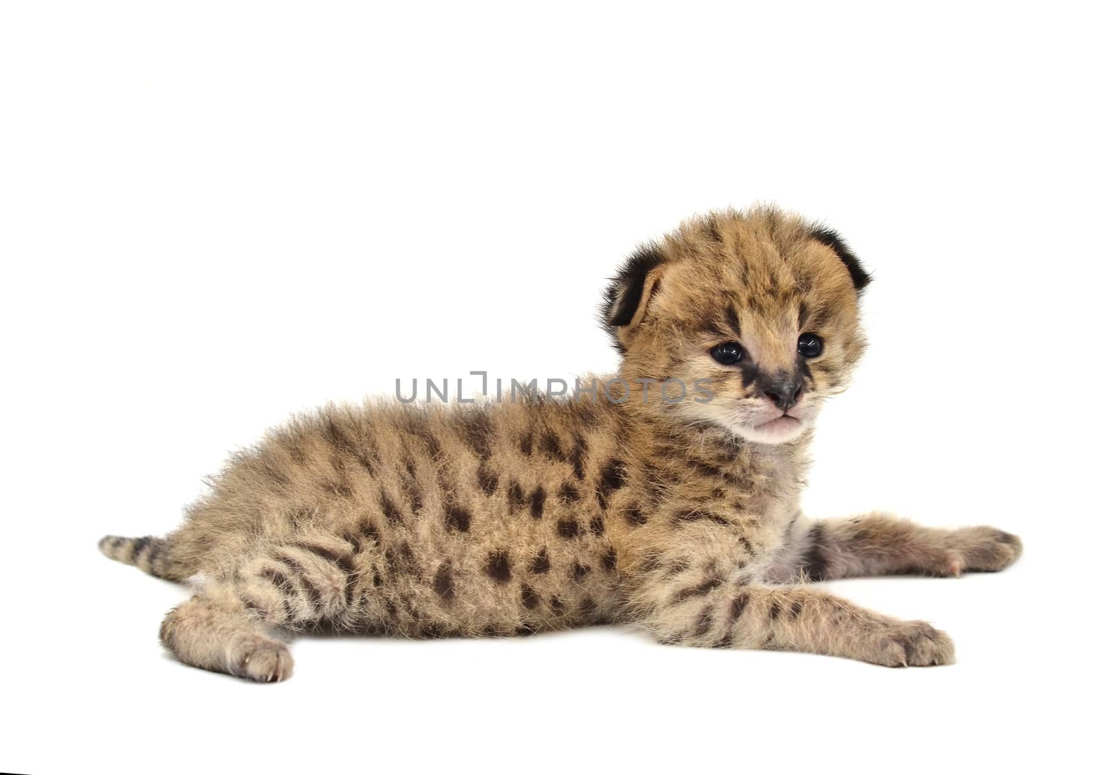 baby serval isolated on white background