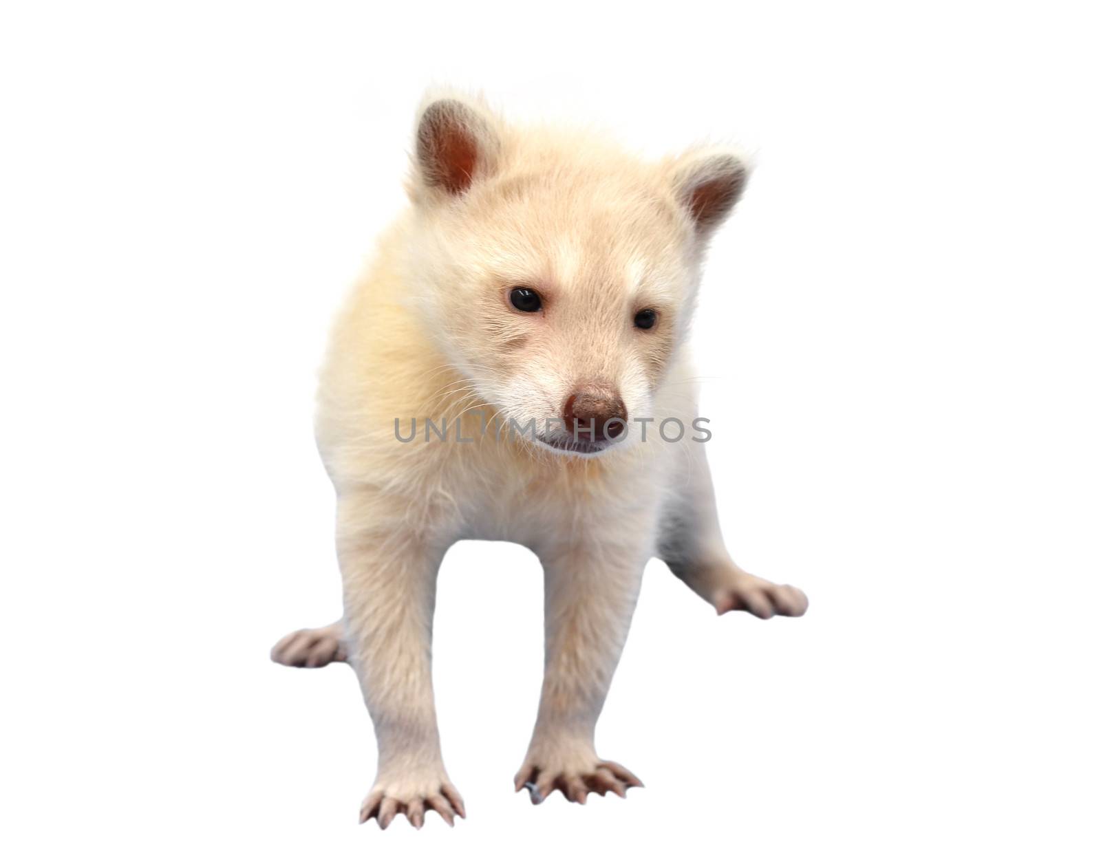 baby albino raccoon isolated on white background