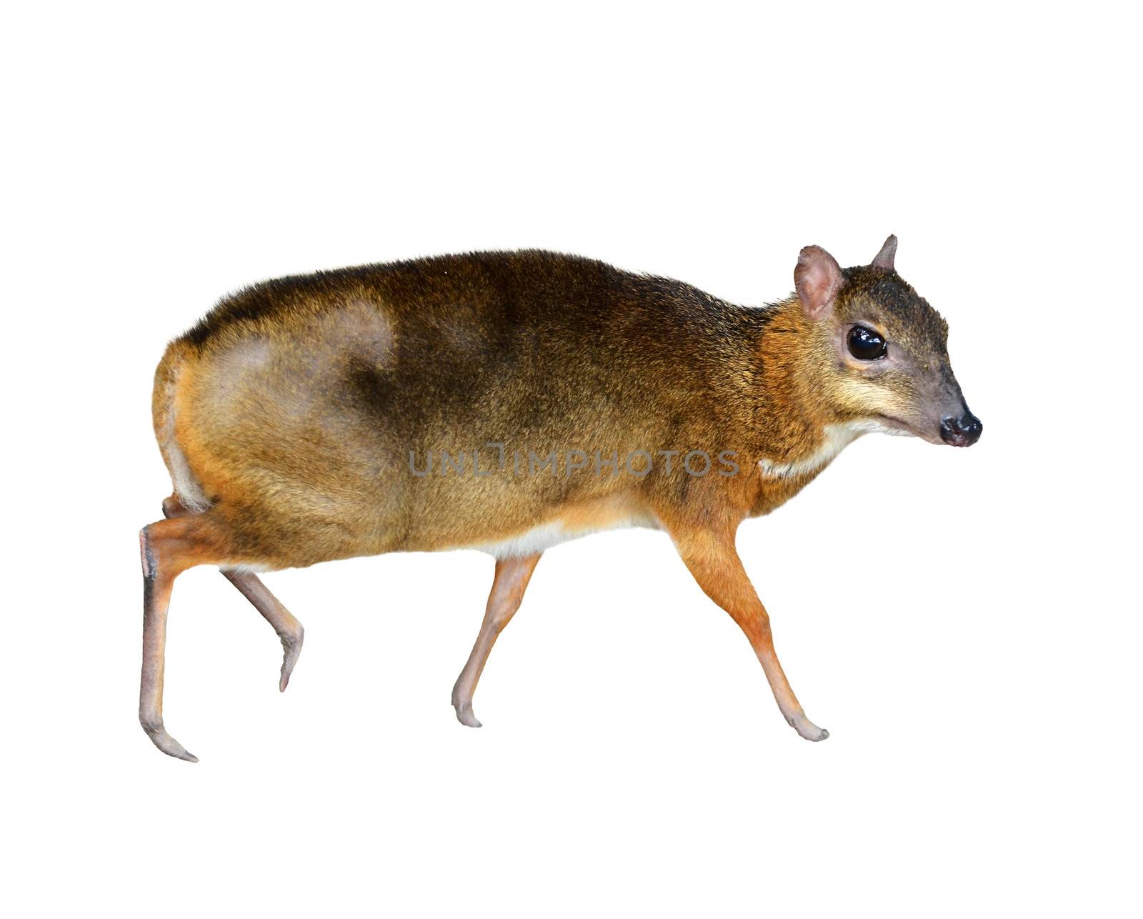 lesser mouse deer isolated on white background