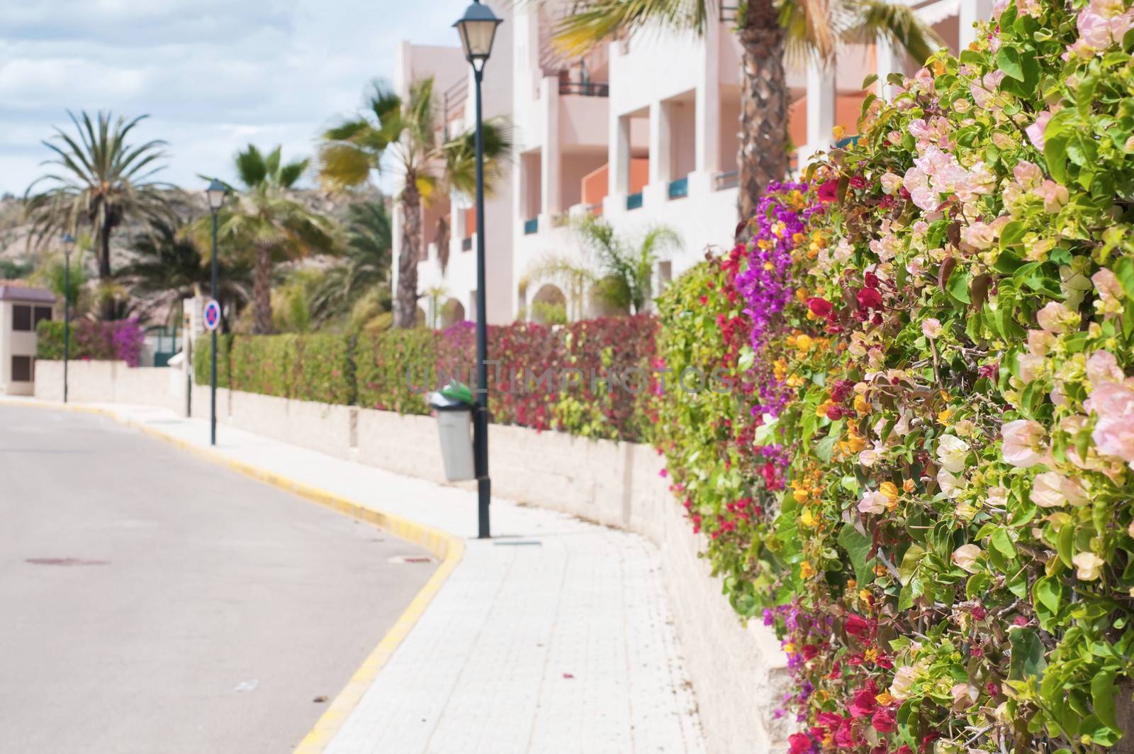 Beautiful fence of multicolored flowers bougainvillea in the city