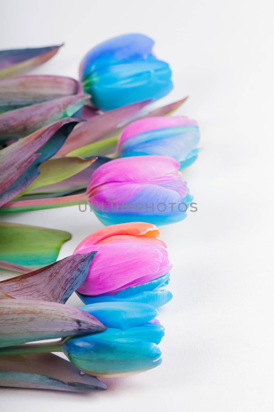 Vertical shoot of multi colored tulips on light background