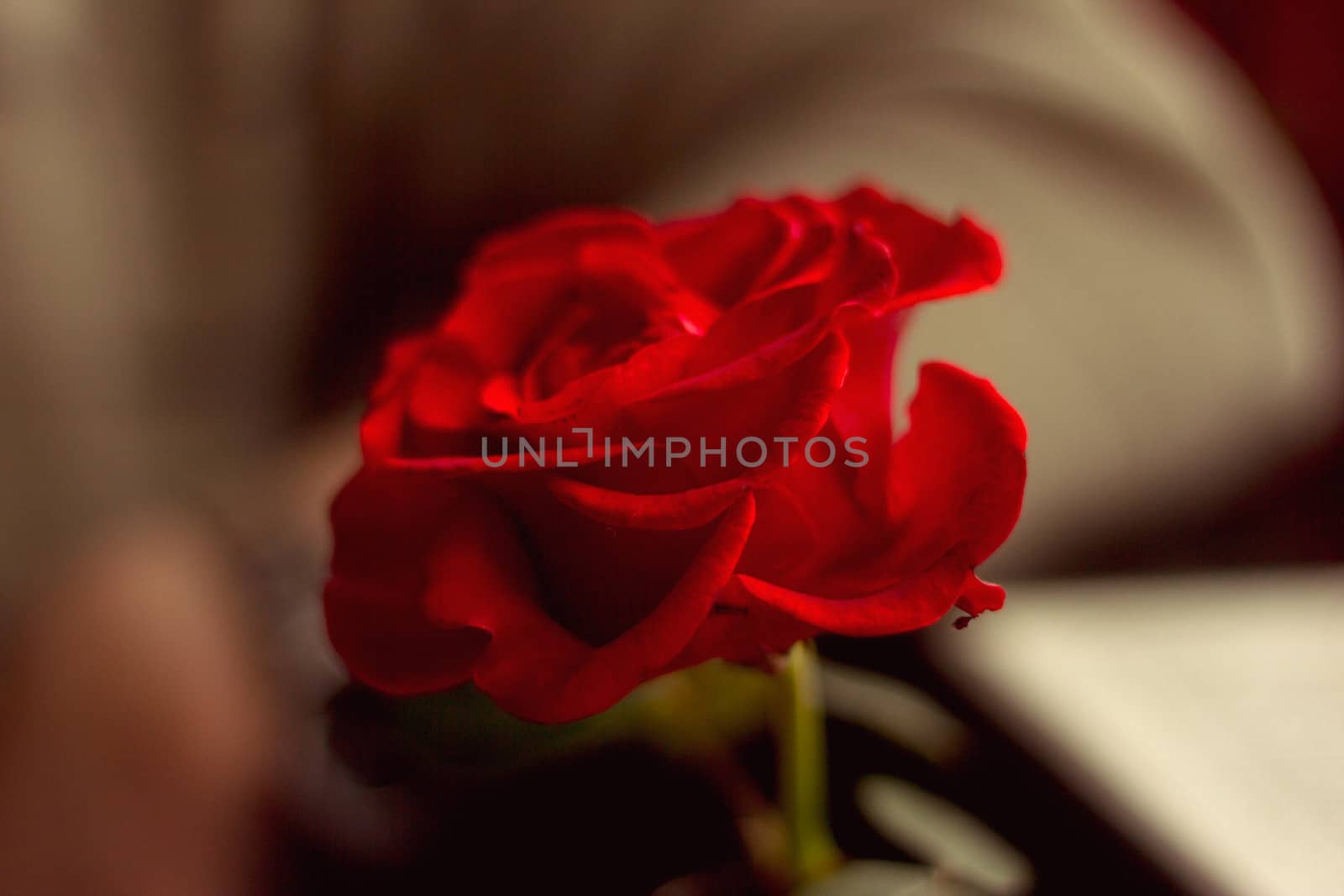 Red rose on a table in a cafe