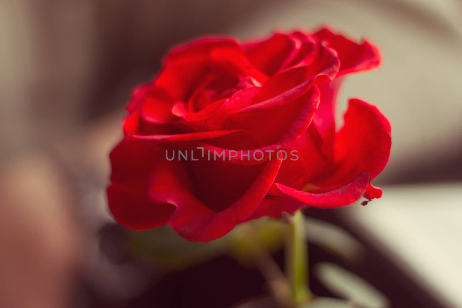 Red rose on a table in a cafe