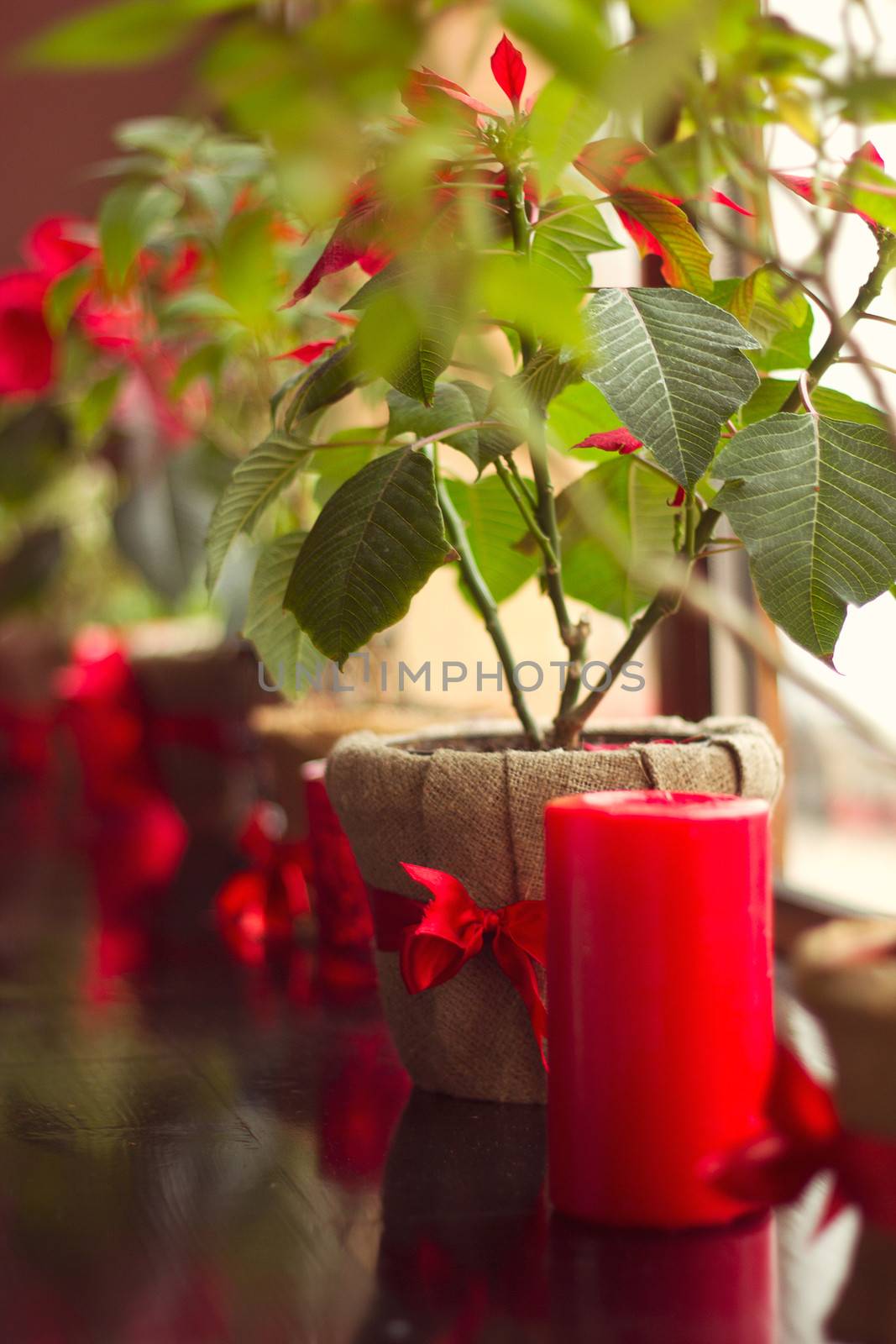 windowsill near a flower in a pot