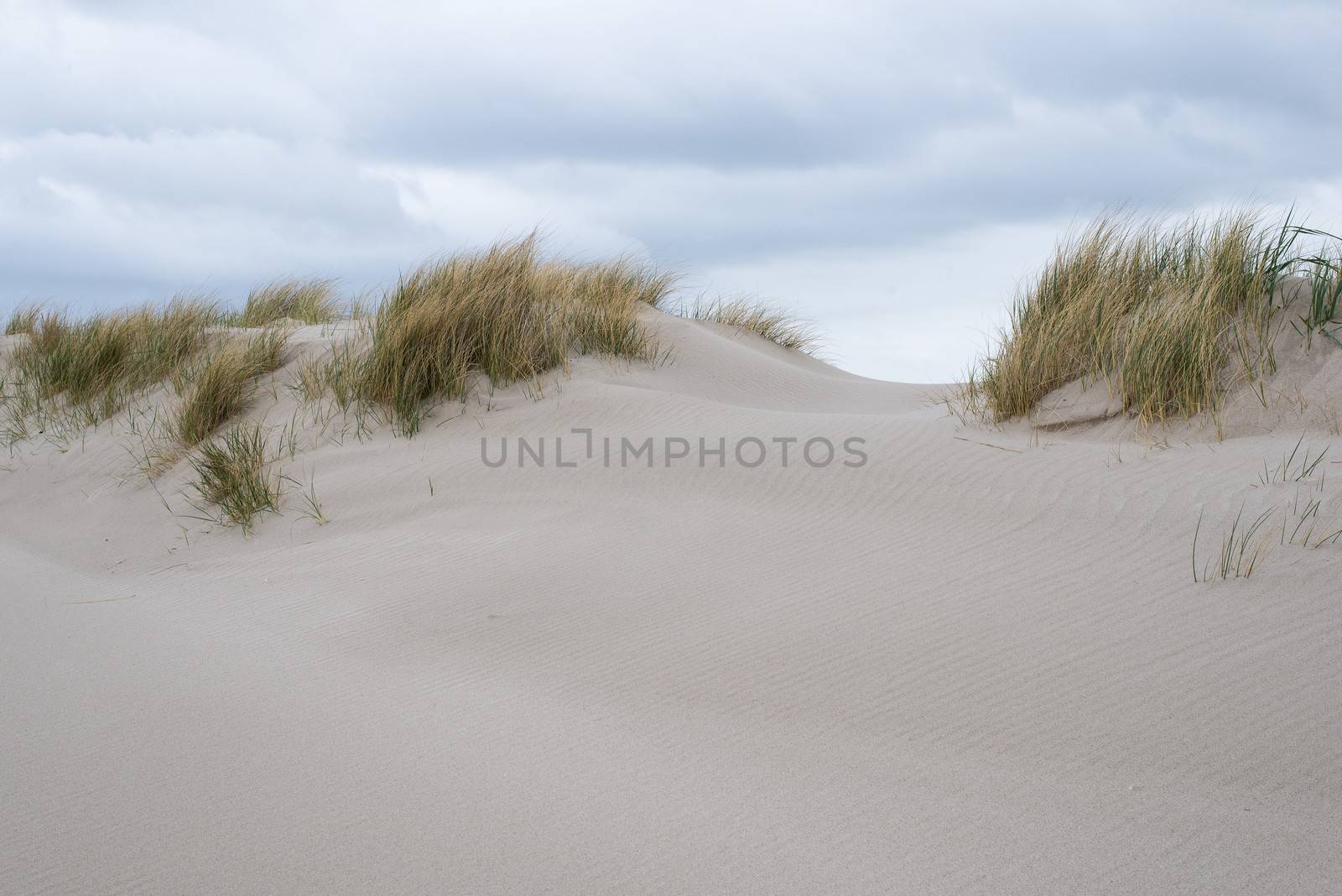 Sand dunes with beachgrass at the island of Sylt in Germany