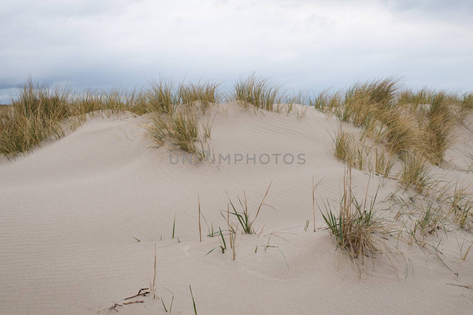 Sand dunes with beachgrass at the island of Sylt in Germany