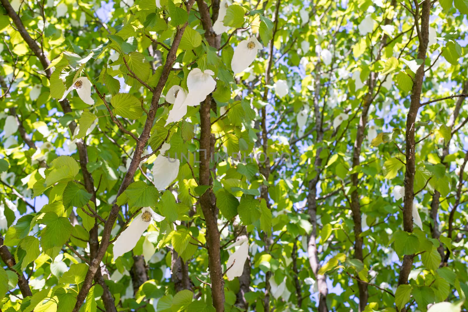 Davidia involucrata, dove tree or handkerchief tree blooming in spring