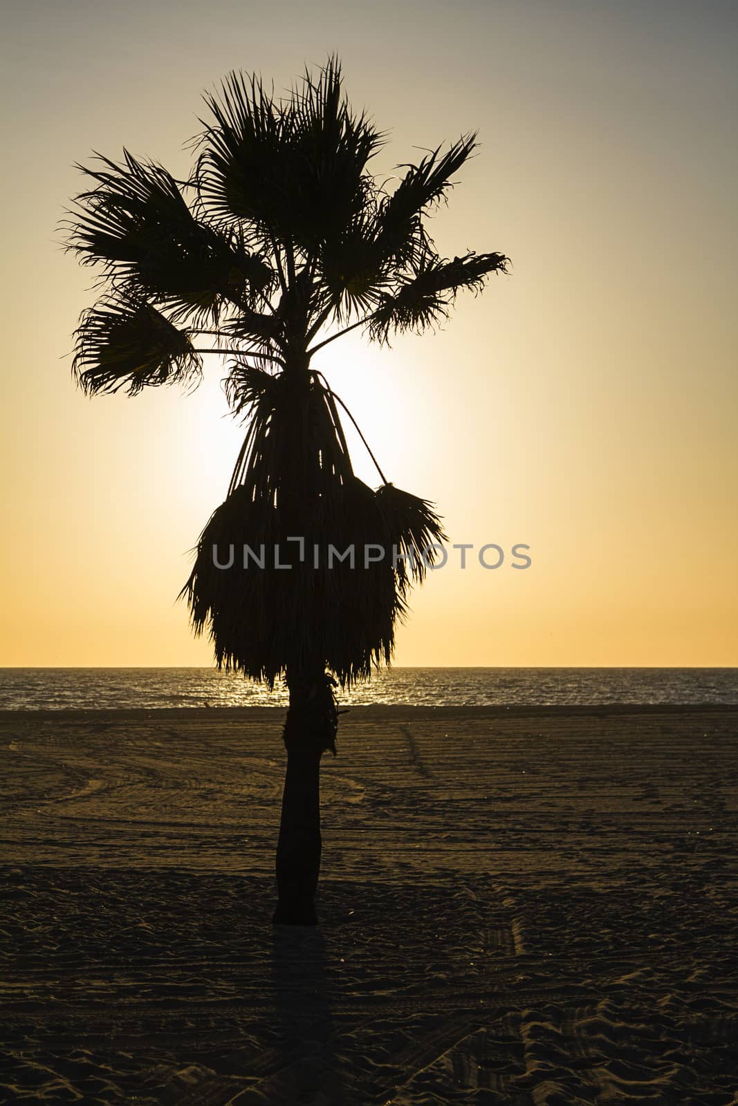 Palm sunset by mypstudio