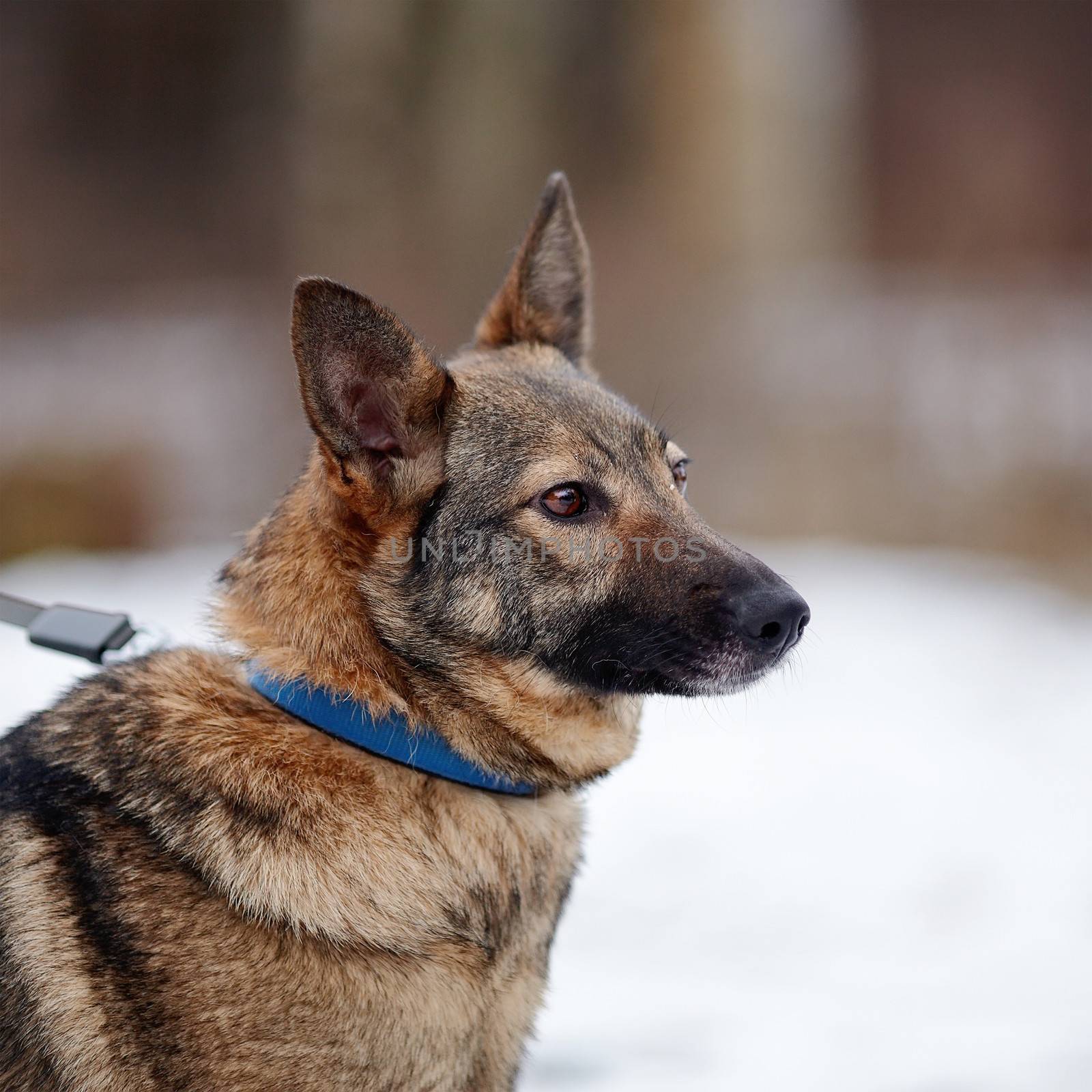 Portrait of a shaggy mongrel. Dog on snow.  Not purebred dog. Doggie on walk. The large not purebred mongrel.