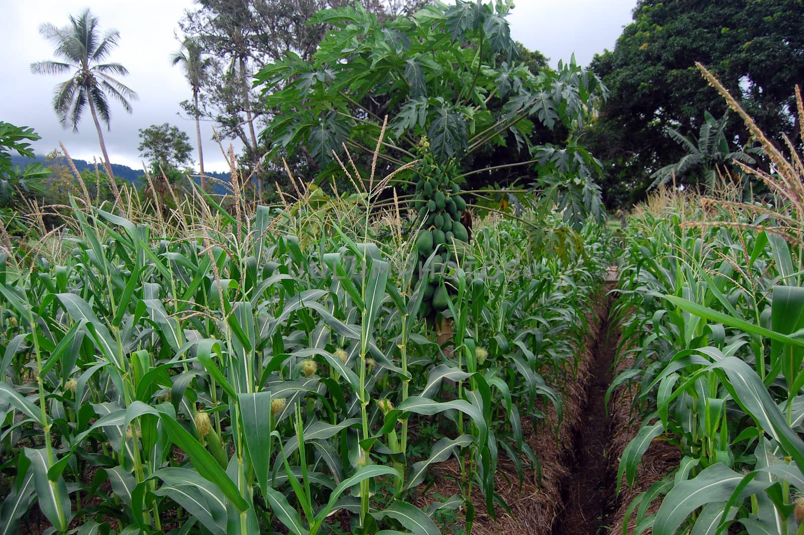 Papaya tree at corn field, Papua New Guinea