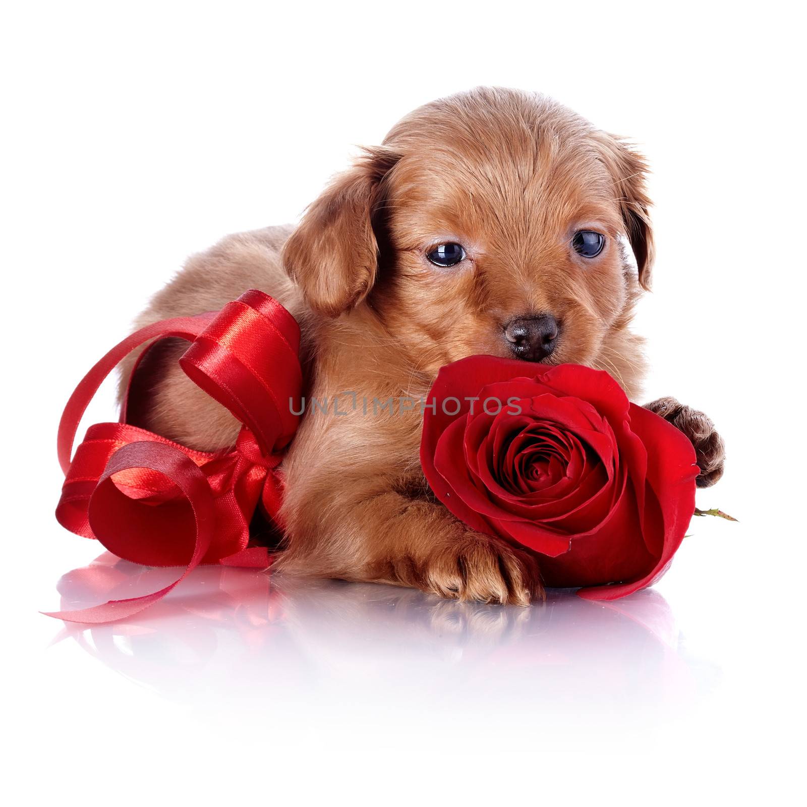 Puppy with a red bow and a rose. Puppy of a decorative doggie. Decorative dog. Puppy of the Petersburg orchid on a white background