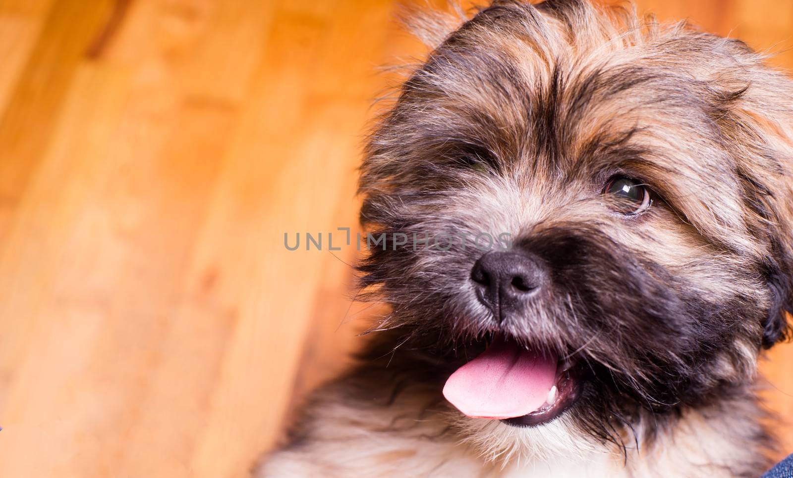 Tibetan Lhasa Apso Small Canine Dog Breed Furry Animal Creature by ChrisBoswell