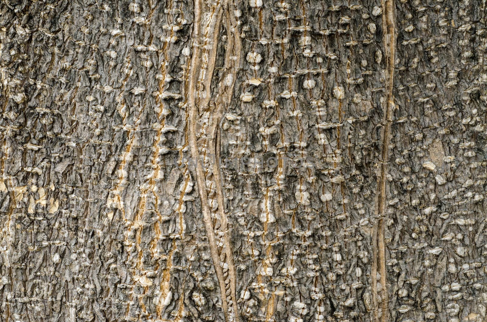 Tree Bark. Detailed.Texture effect.filling the frame 