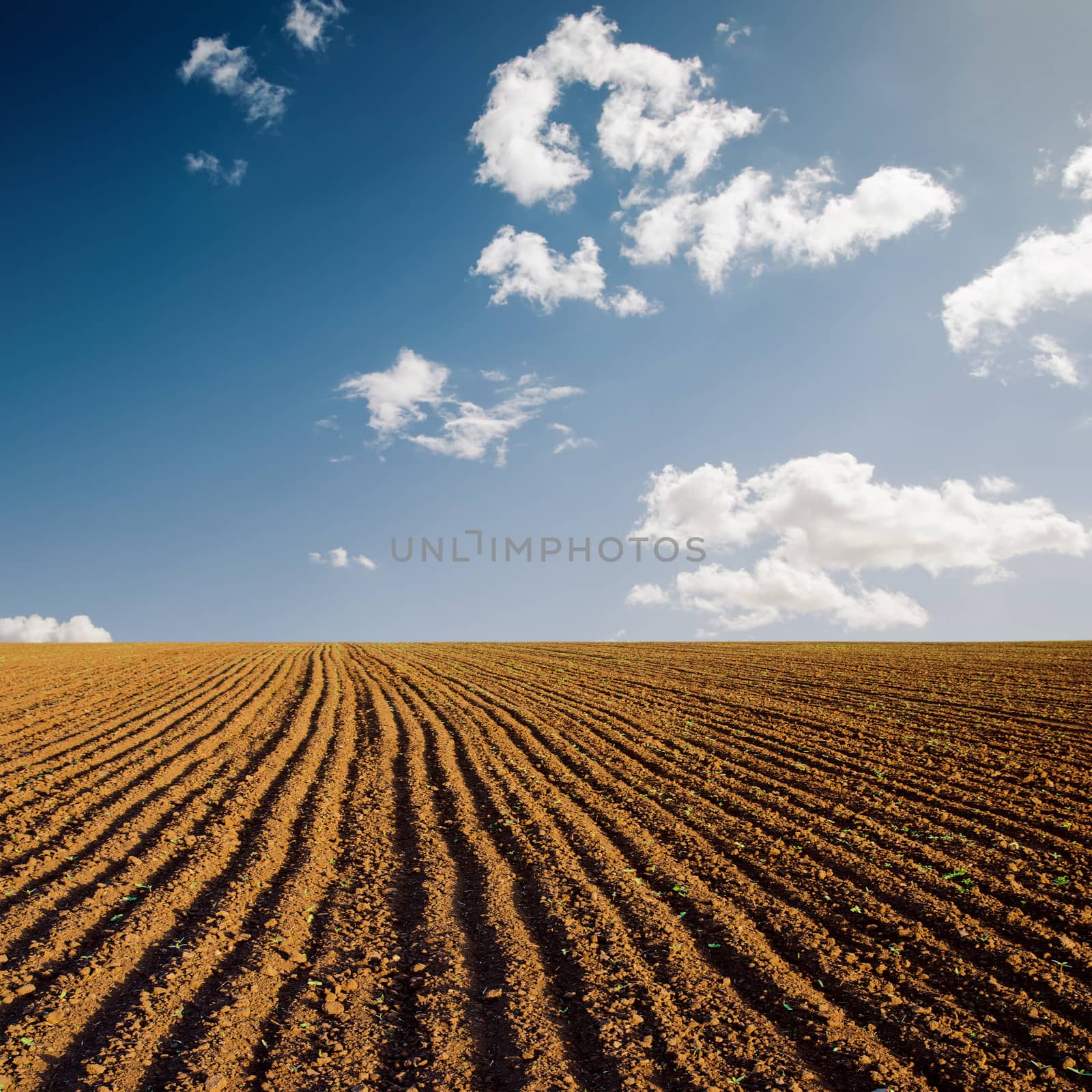 plowed field and blue sky in sunset by mycola