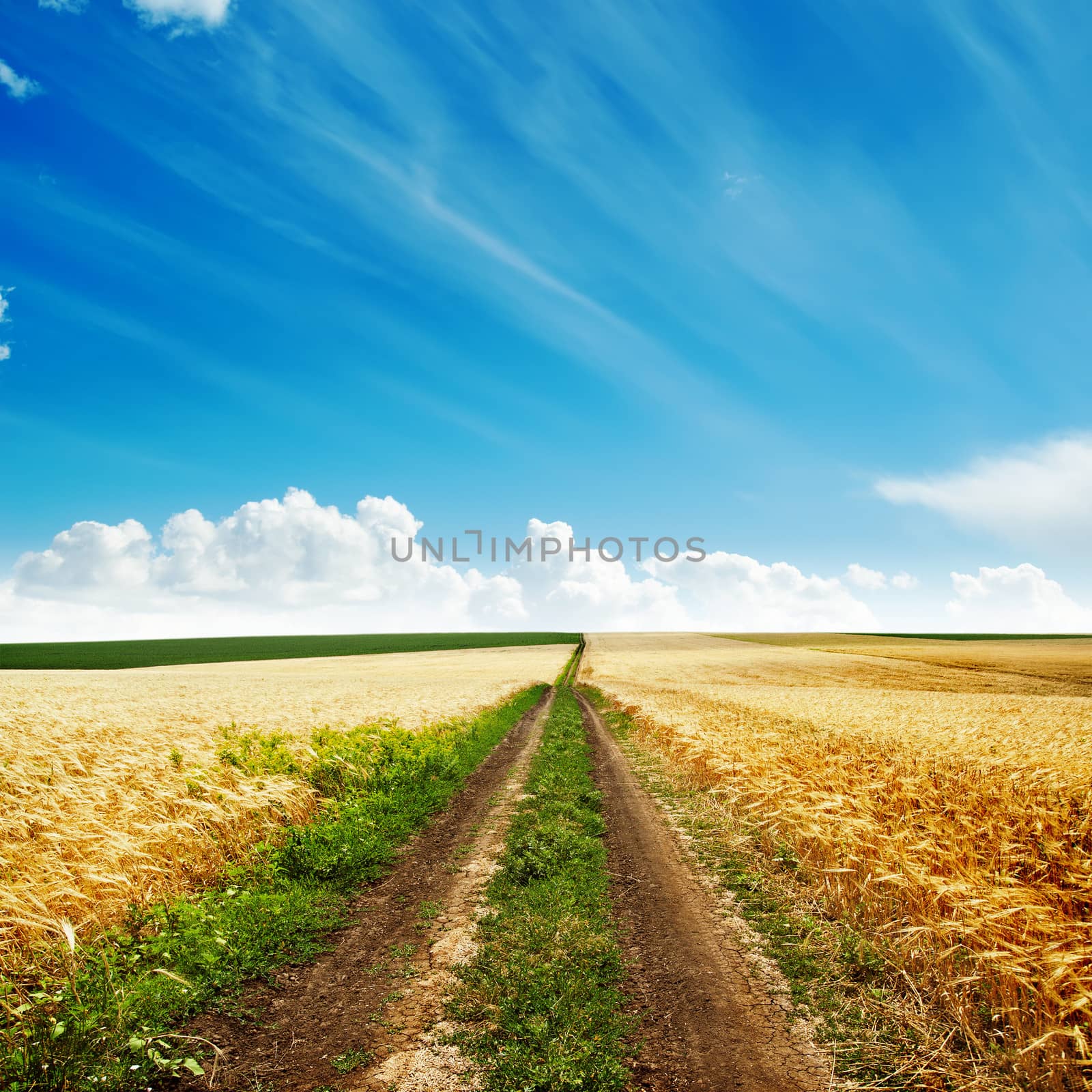 road in golden harvest to cloudy horizon