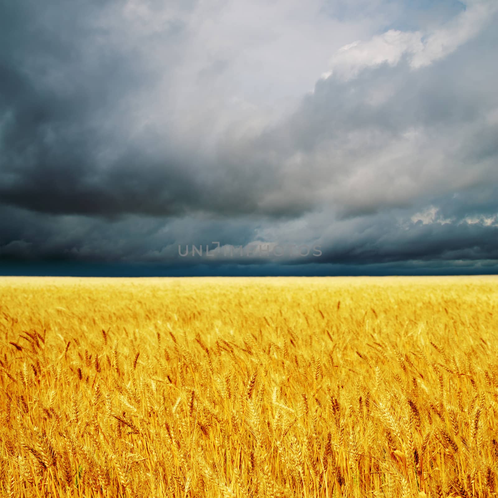 dark clouds over field with barley by mycola