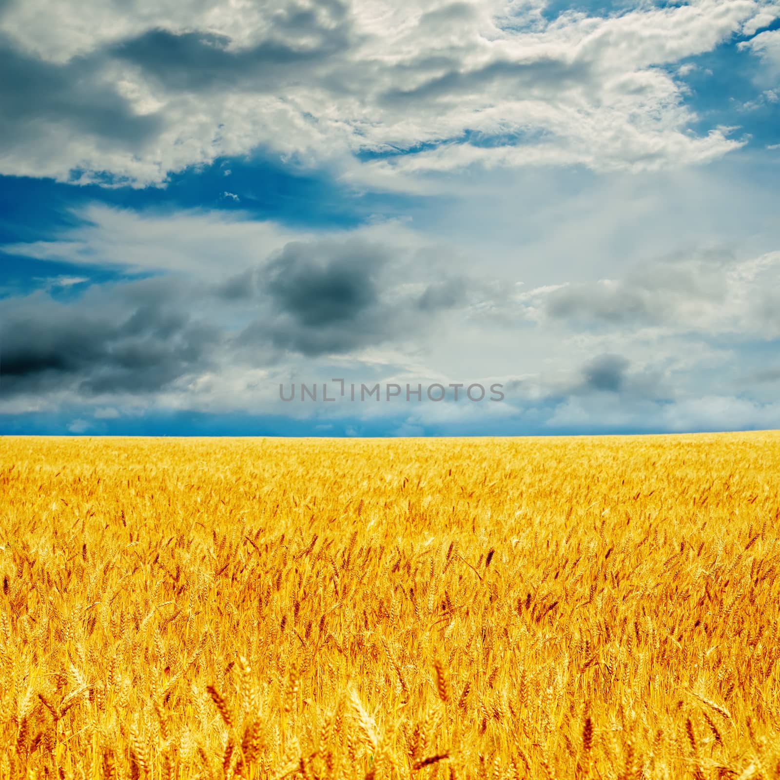 dramatic sky and golden barley