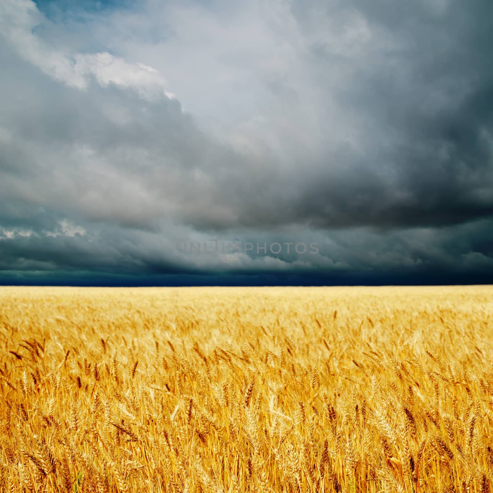 dramatic clouds over golden field. rain before