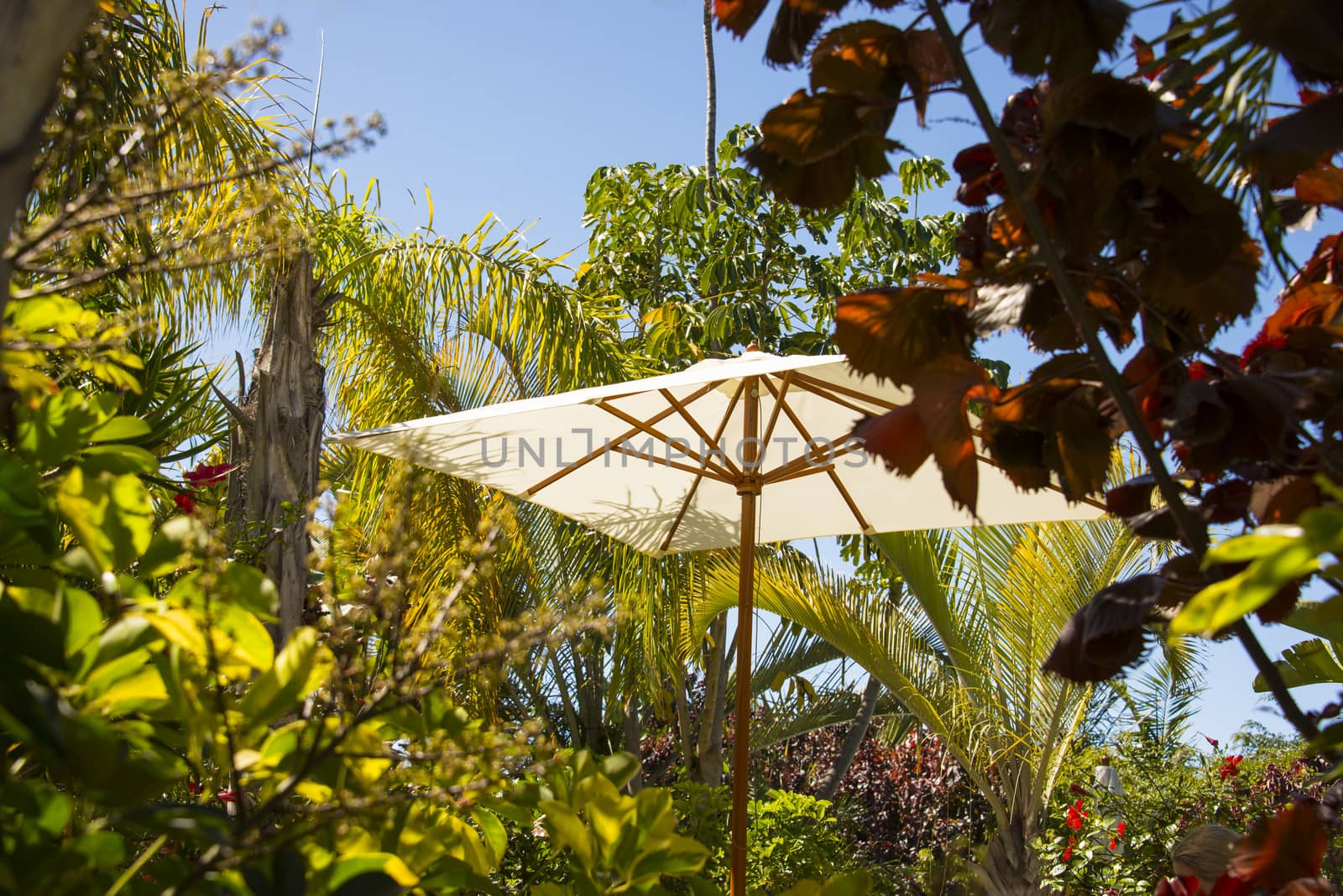 Parasol in a tropic park by GryT