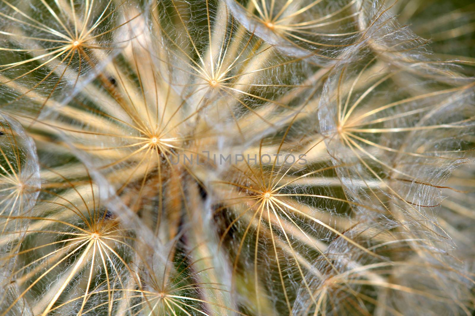 dandelion close up nature background by goce