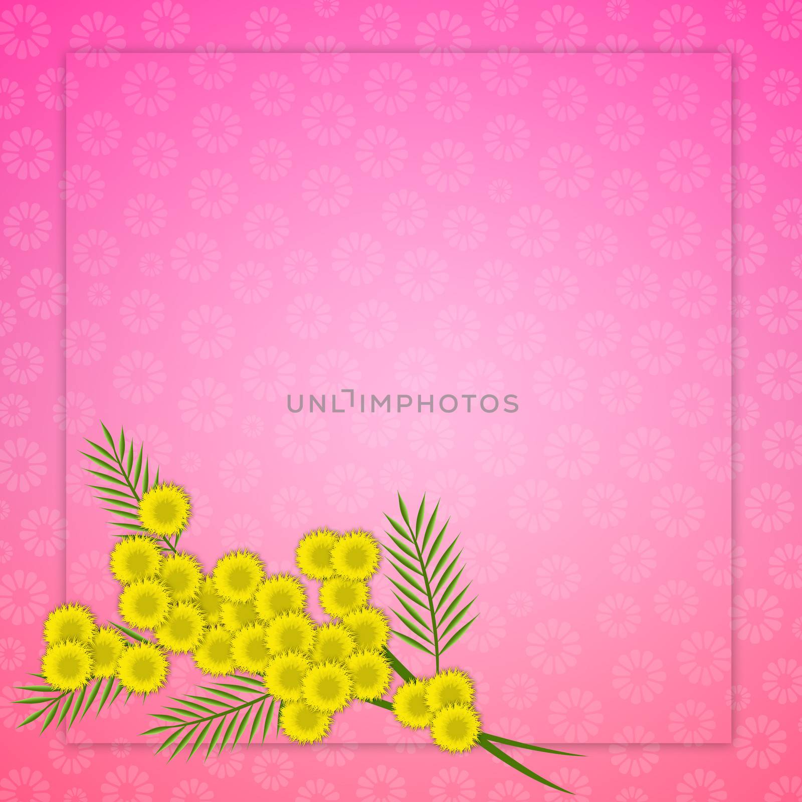 illustration of mimosa for Women's Day