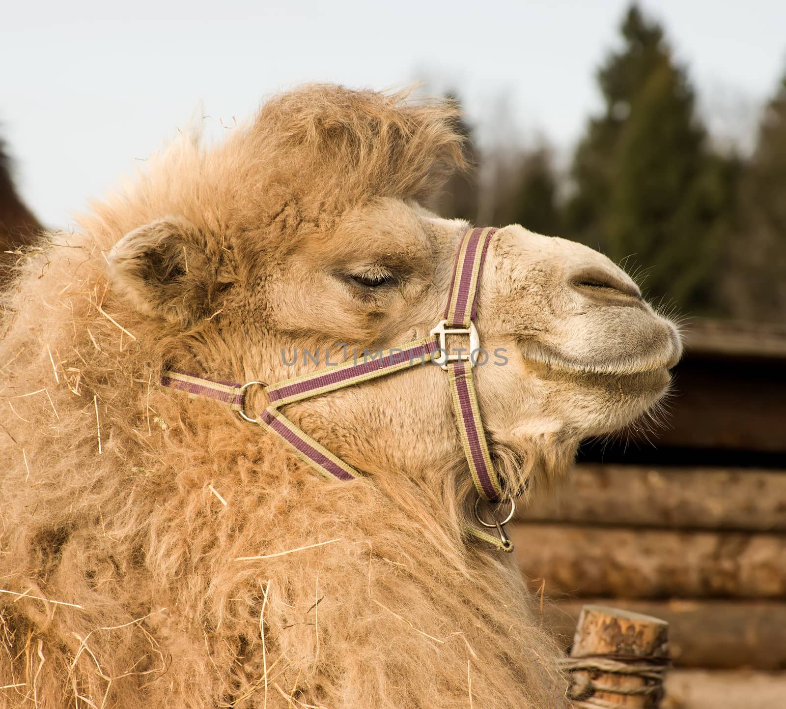 Portrait of a camel close up shot.