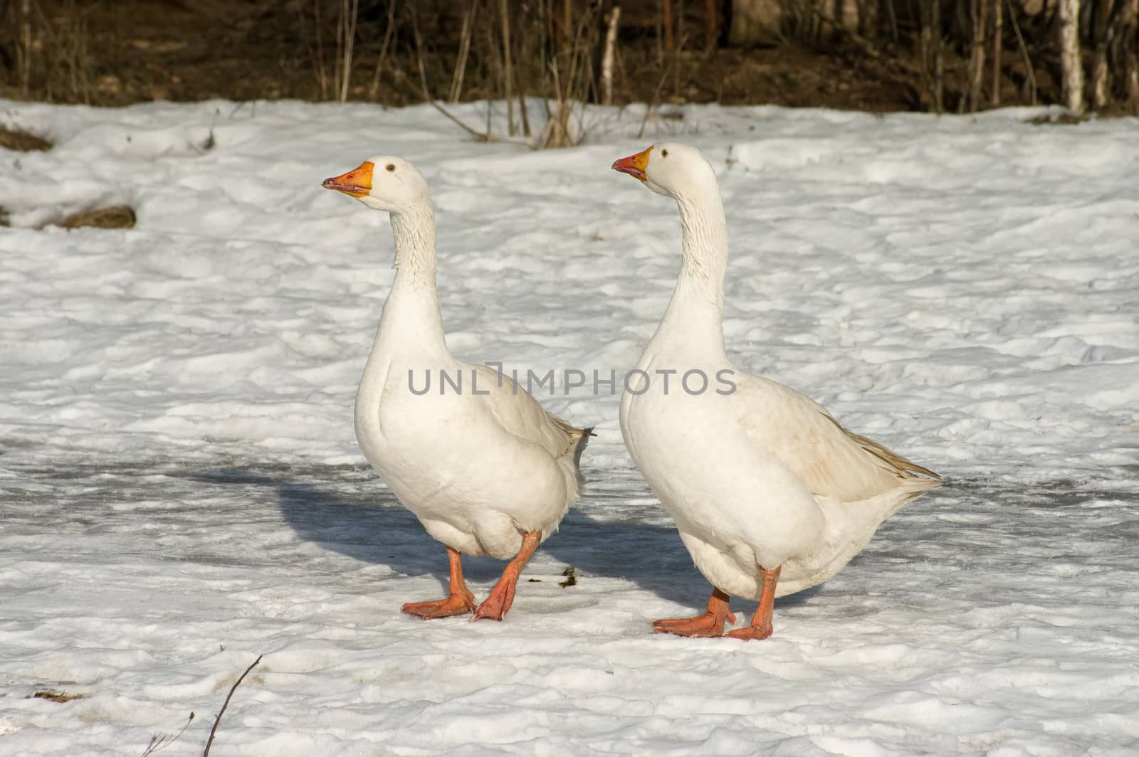 Geese walk on snow sunny winter day.