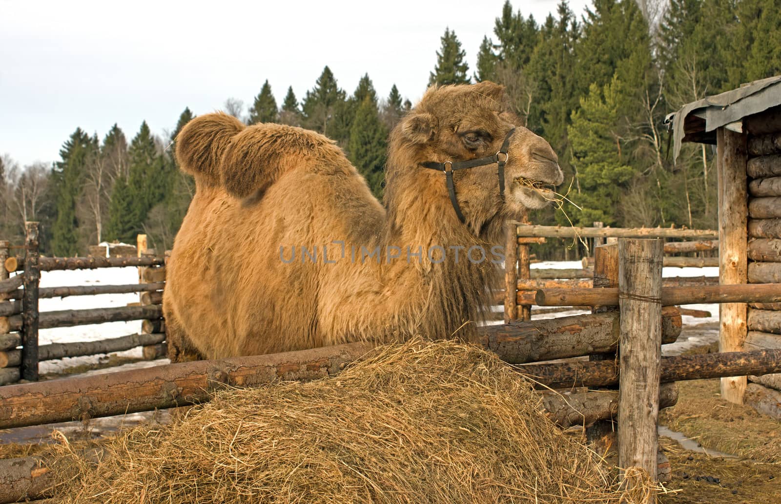 Bactrian camel eating hay from the stack in the paddock.