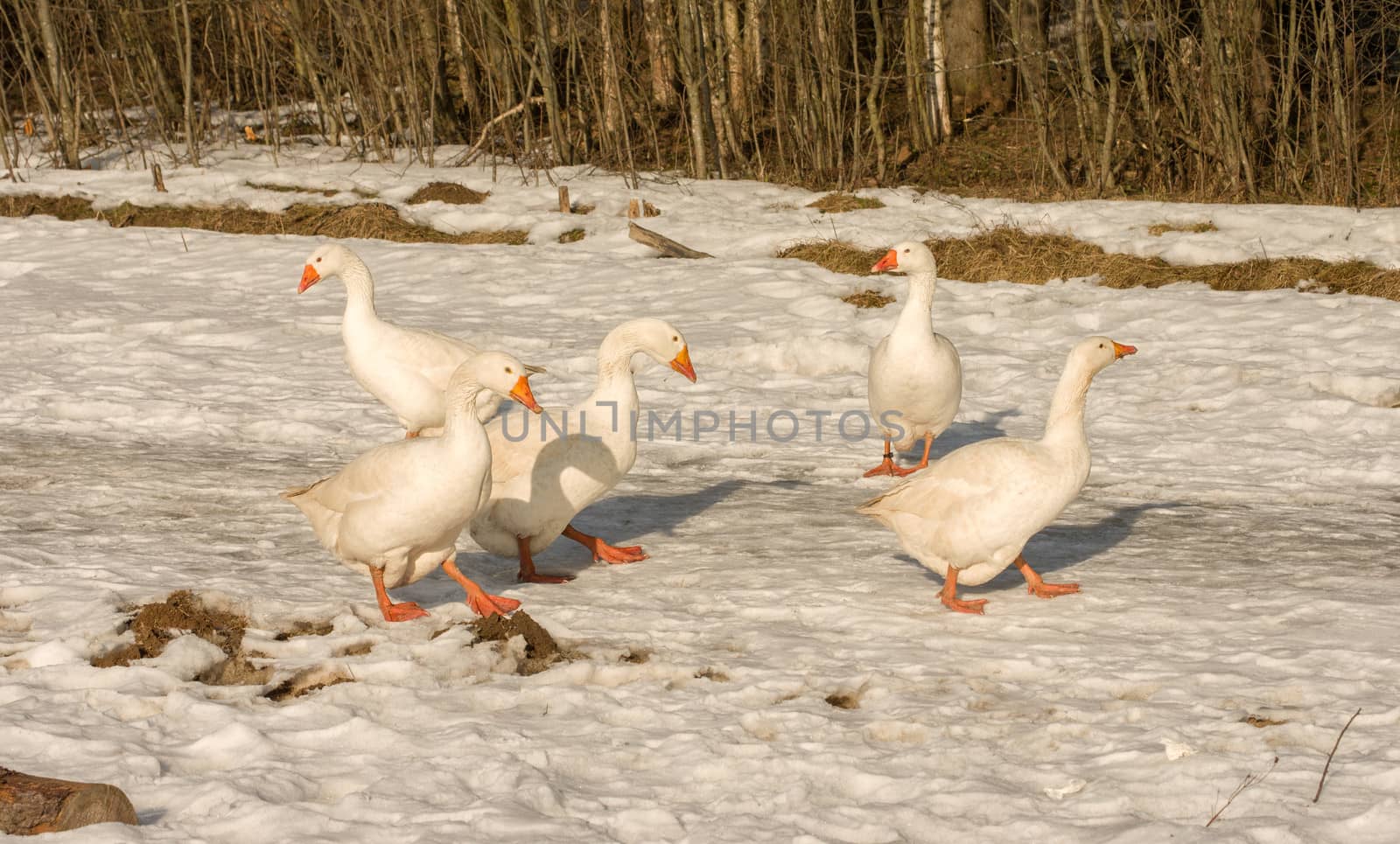 Geese walk on snow sunny winter day.