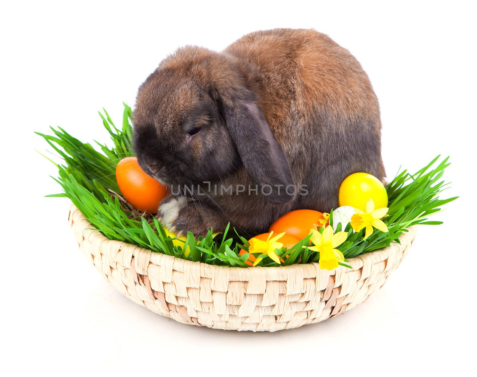 rabbit in a basket with Easter eggs, on a white background