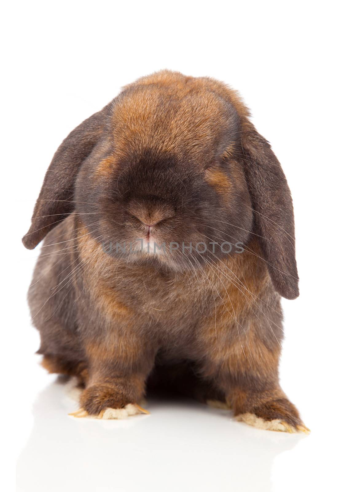rabbit isolated on a white background by motorolka