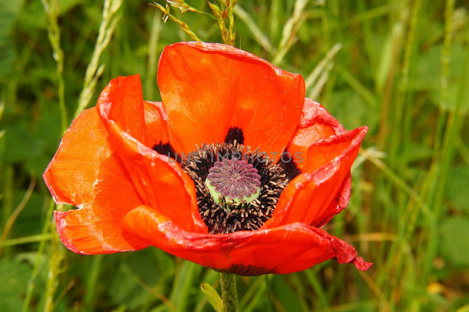 red poppy close-up