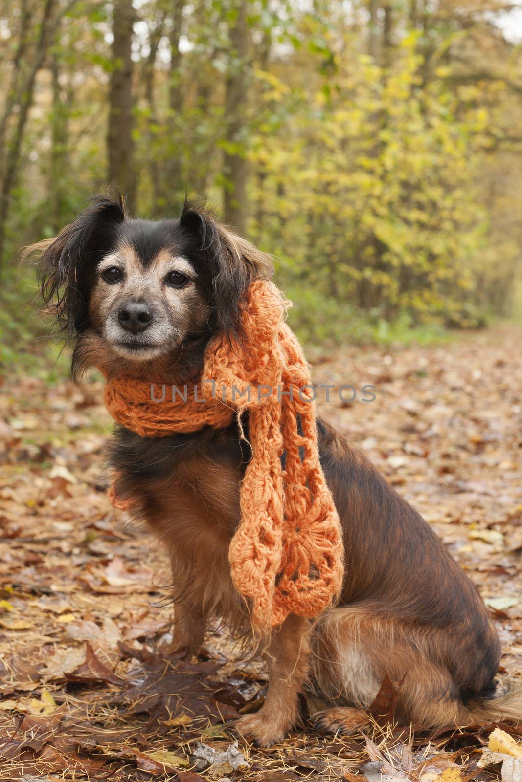 Cute sitting dog in the autumn forest