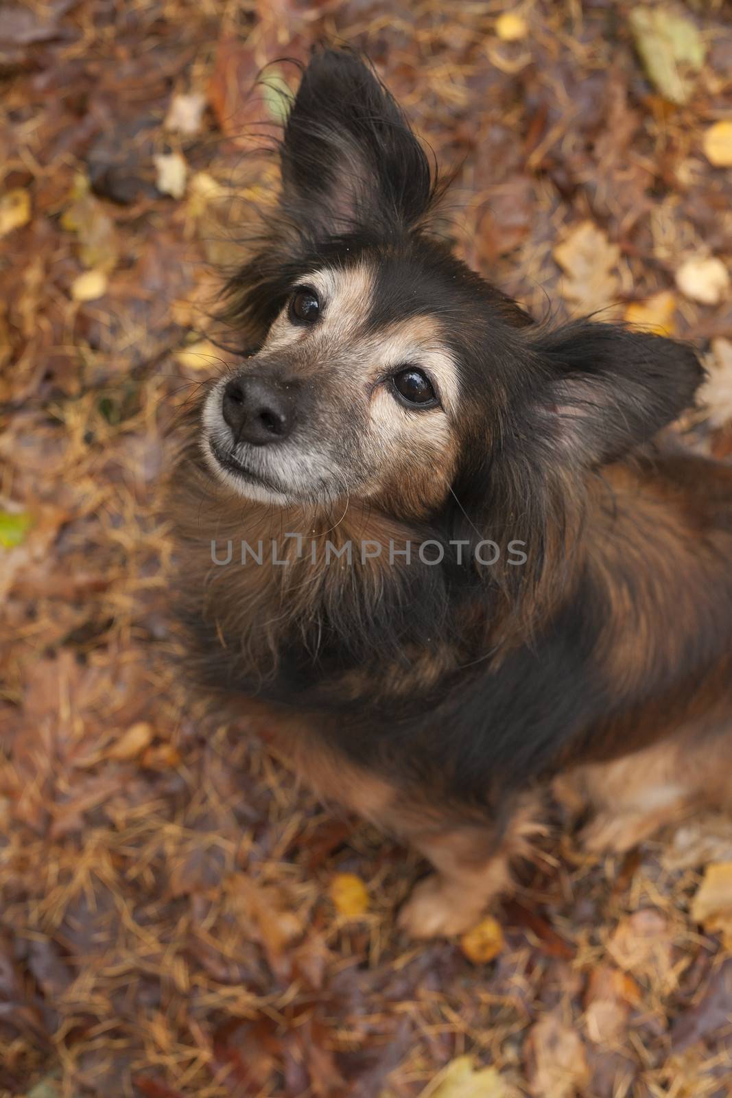 Cute sitting dog in the autumn forest