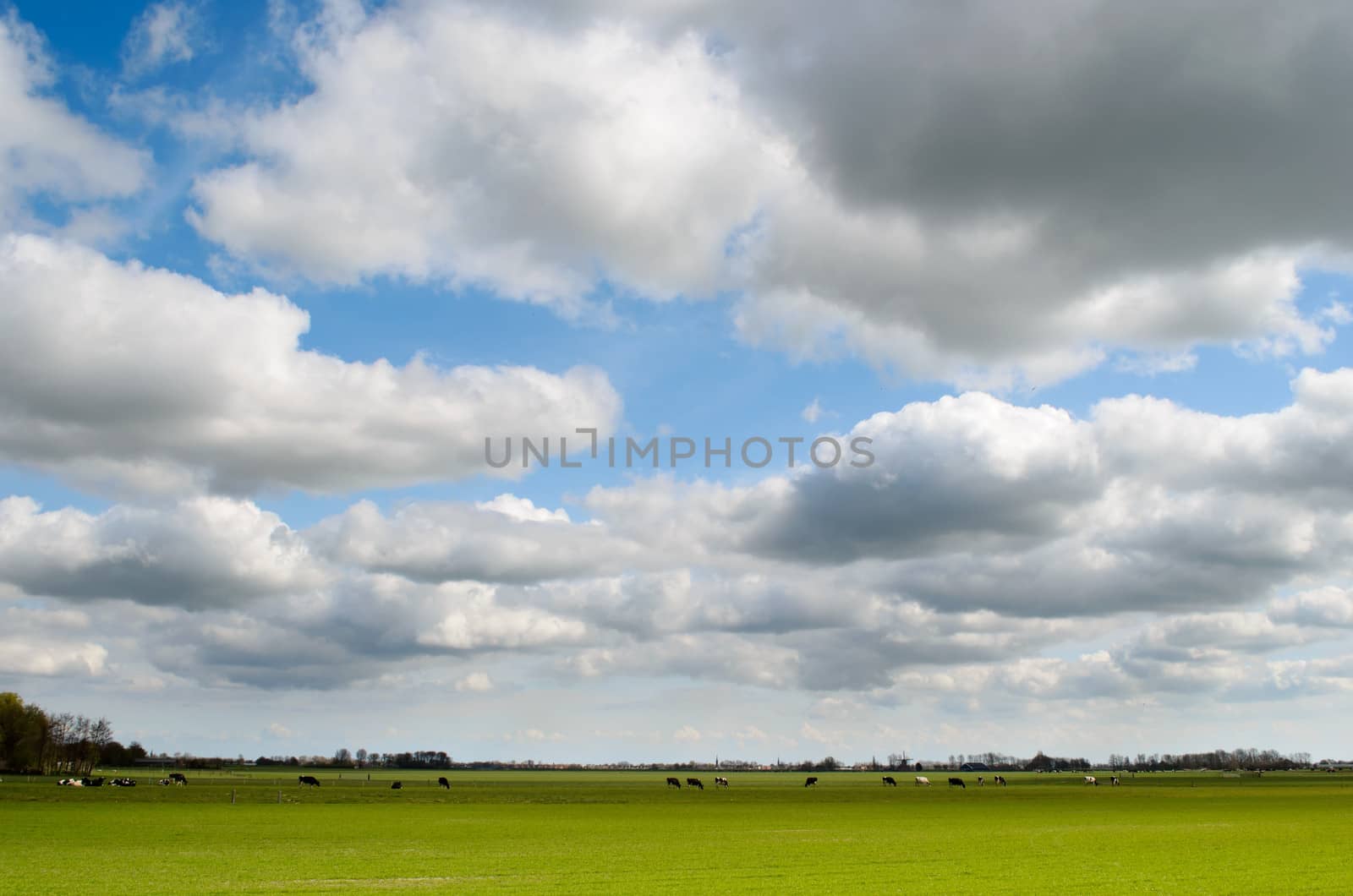 Rural landscape with a meadow with cows and dutch clouds in Holland.