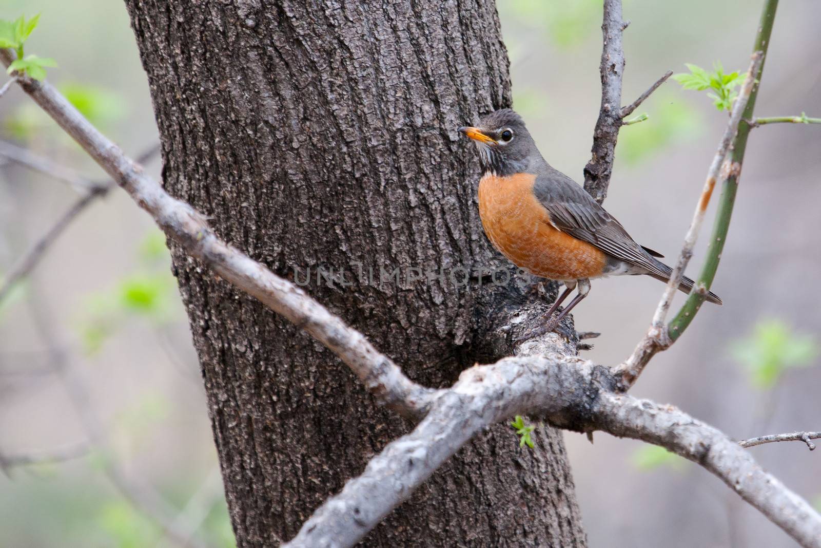 American Robin perched in a tree looking attentive.