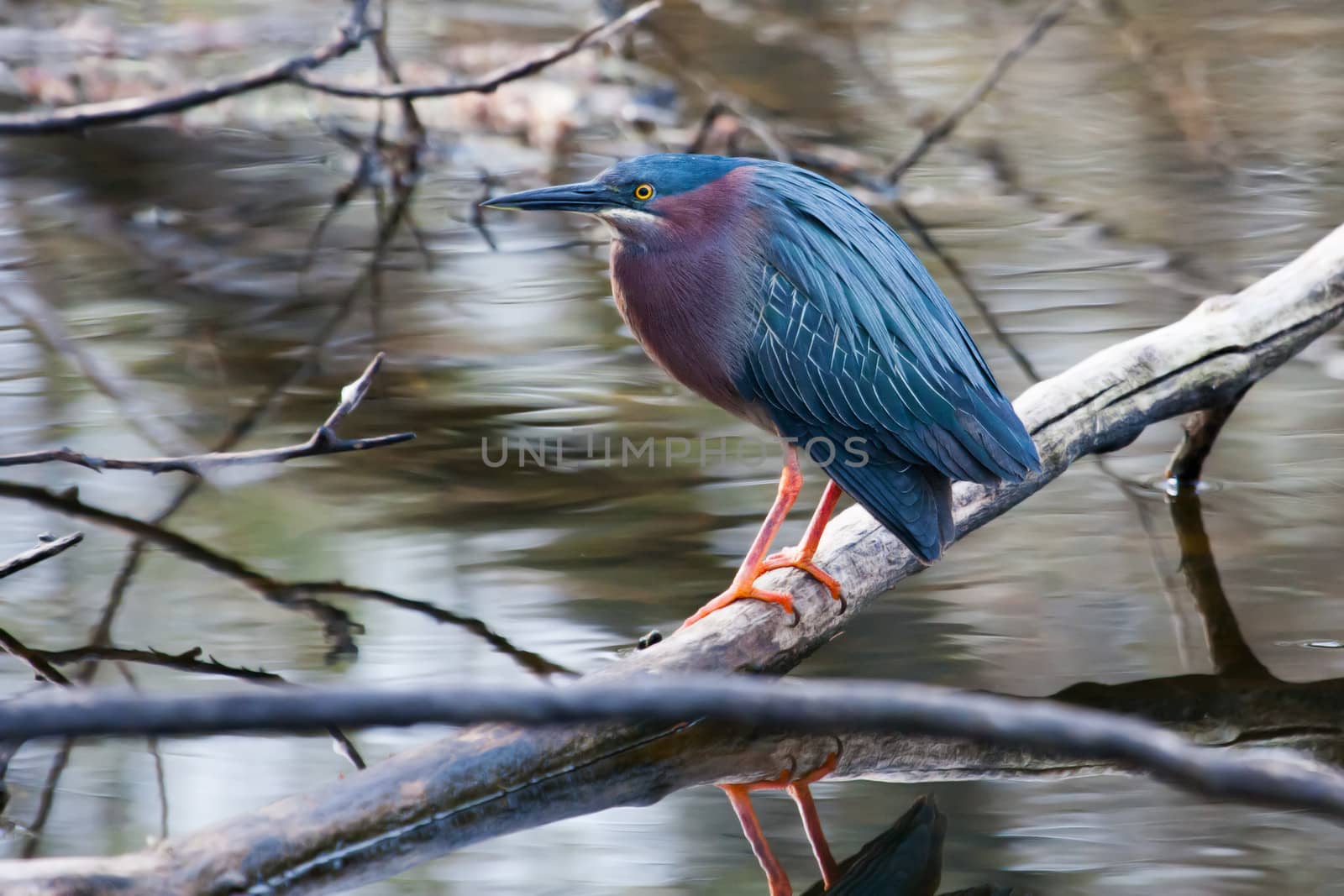 Green Heron (Butorides virescens) perched on a log