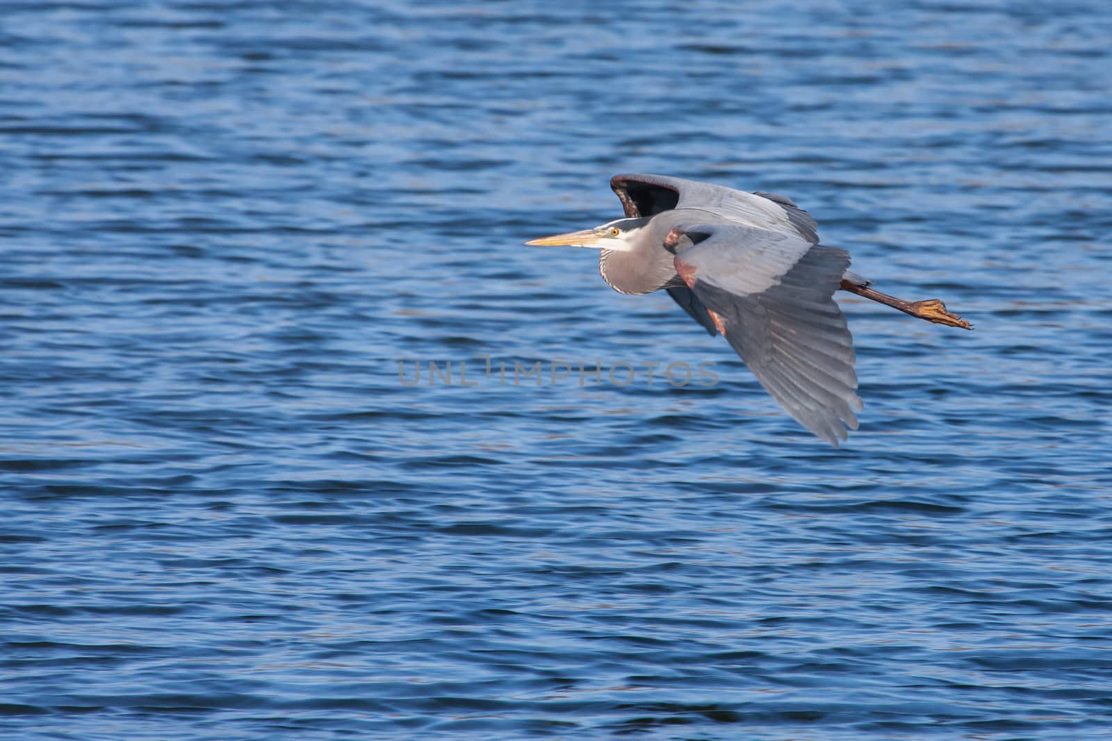 Great Blue Heron in Flight over a lake