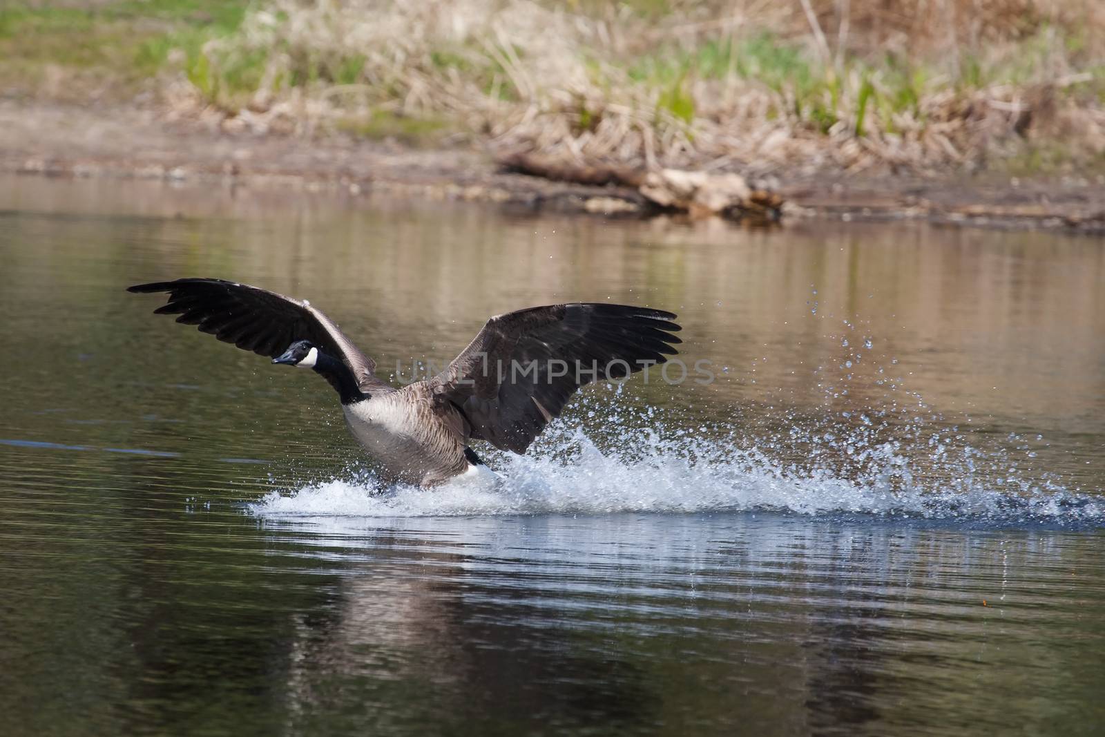 Canadian geese landing in the water on a lake