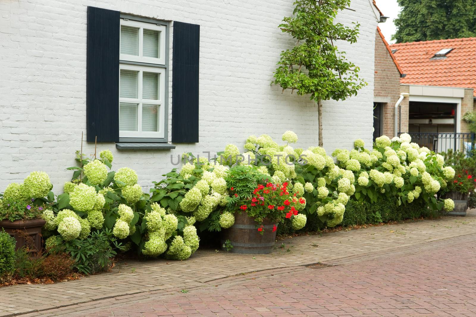 House in village with white blooming Hydrangea bushes and fruit espalier in summer