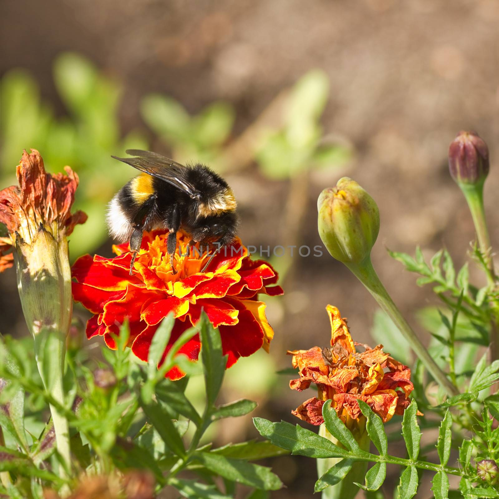 Orange and red French marigold or Tagetes patula with bumble bee and dried flowers in summer - square